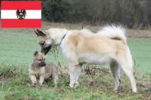 Lire la suite à propos de l’article Éleveurs de chiens du Groenland et chiots en Autriche