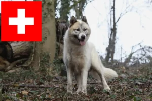 Lire la suite à propos de l’article Éleveurs de chiens du Groenland et chiots en Suisse