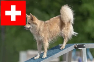 Lire la suite à propos de l’article Éleveurs de chiens islandais et chiots en Suisse