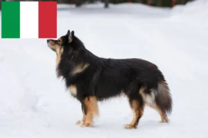 Lire la suite à propos de l’article Éleveurs de chiens lapins finlandais et chiots en Italie