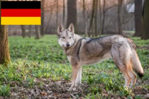 Lire la suite à propos de l’article Chien-loup tchécoslovaque éleveurs et chiots en Allemagne