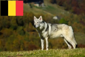 Lire la suite à propos de l’article Éleveurs de chiens-loups tchécoslovaques et chiots en Belgique