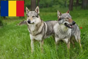 Lire la suite à propos de l’article Éleveurs de chiens-loups tchécoslovaques et chiots en Roumanie