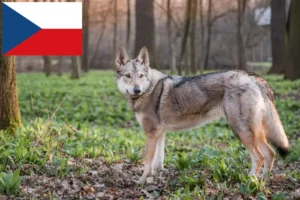 Lire la suite à propos de l’article Chien-loup tchécoslovaque éleveurs et chiots en Tchéquie