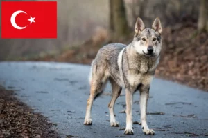 Lire la suite à propos de l’article Éleveurs de chiens-loups tchécoslovaques et chiots en Turquie