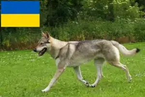 Lire la suite à propos de l’article Éleveurs de chiens-loups tchécoslovaques et chiots en Ukraine