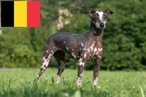 Lire la suite à propos de l’article Éleveurs de chiens nus péruviens et chiots en Belgique