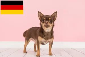 Lire la suite à propos de l’article Éleveurs de chihuahuas et chiots en Allemagne