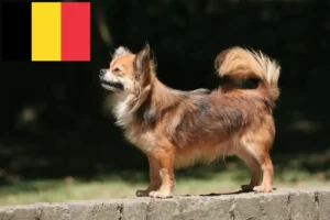 Lire la suite à propos de l’article Éleveurs de chihuahuas et chiots en Belgique