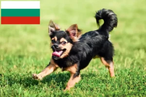 Lire la suite à propos de l’article Éleveurs de chihuahuas et chiots en Bulgarie