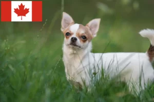 Lire la suite à propos de l’article Éleveurs de chihuahuas et chiots au Canada