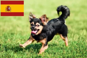 Lire la suite à propos de l’article Éleveurs de chihuahuas et chiots en Espagne