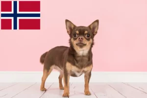 Lire la suite à propos de l’article Éleveurs de chihuahuas et chiots en Norvège