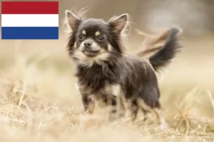 Lire la suite à propos de l’article Éleveurs de chihuahuas et chiots aux Pays-Bas