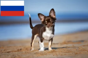 Lire la suite à propos de l’article Éleveurs de chihuahuas et chiots en Russie