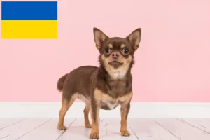 Lire la suite à propos de l’article Éleveurs de chihuahuas et chiots en Ukraine