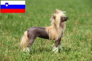 Lire la suite à propos de l’article Chinois Crested Dog éleveurs et chiots en Slovénie