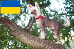 Lire la suite à propos de l’article Chinois Crested Dog éleveurs et chiots en Ukraine