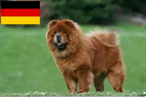 Lire la suite à propos de l’article Éleveurs de Chow-Chow et chiots en Allemagne