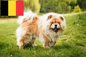 Lire la suite à propos de l’article Éleveurs de Chow-Chow et chiots en Belgique