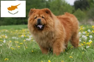 Lire la suite à propos de l’article Chow-Chow éleveurs et chiots à Chypre