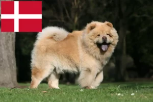 Lire la suite à propos de l’article Chow-Chow éleveurs et chiots au Danemark