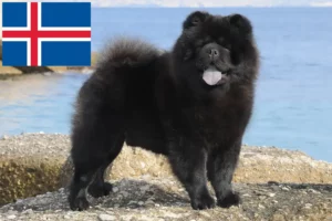 Lire la suite à propos de l’article Éleveurs de chow-chows et chiots en Islande