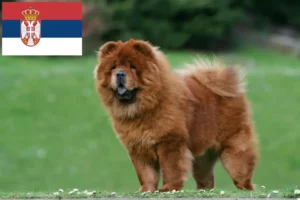 Lire la suite à propos de l’article Éleveurs de Chow-Chow et chiots en Serbie