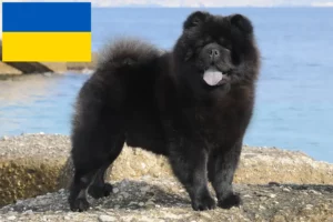 Lire la suite à propos de l’article Chow-Chow éleveurs et chiots en Ukraine