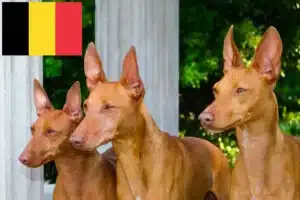 Lire la suite à propos de l’article Cirneco dell’ Etna éleveurs et chiots en Belgique