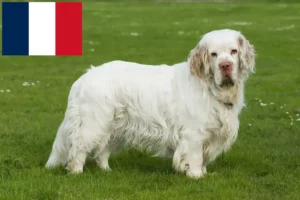 Lire la suite à propos de l’article Éleveurs de Clumber Spaniel et chiots en France