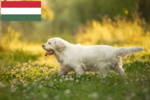 Lire la suite à propos de l’article Éleveurs de Clumber Spaniel et chiots en Hongrie