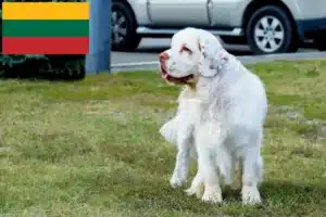 Lire la suite à propos de l’article Éleveurs de Clumber Spaniel et chiots en Lituanie