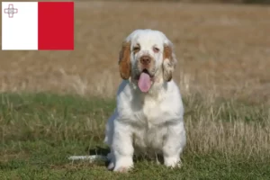 Lire la suite à propos de l’article Éleveurs de Clumber Spaniel et chiots à Malte