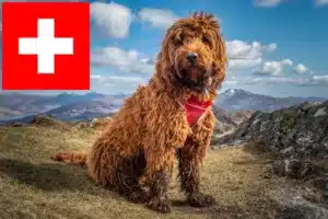 Lire la suite à propos de l’article Éleveurs de Cockapoo et chiots en Suisse