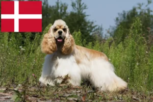 Lire la suite à propos de l’article Cocker américain éleveurs et chiots au Danemark