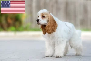 Lire la suite à propos de l’article Éleveurs de Cockers américains et chiots aux États-Unis