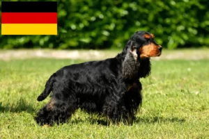 Lire la suite à propos de l’article Cocker anglais éleveurs et chiots en Allemagne