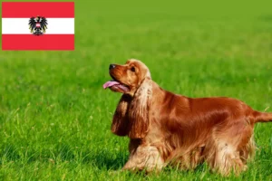 Lire la suite à propos de l’article Cocker anglais éleveurs et chiots en Autriche