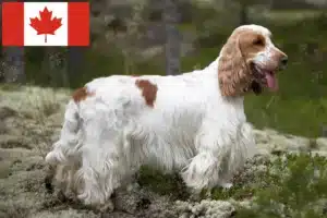 Lire la suite à propos de l’article Cocker anglais éleveurs et chiots au Canada