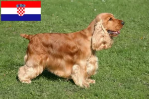 Lire la suite à propos de l’article Cocker anglais éleveurs et chiots en Croatie