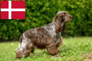 Lire la suite à propos de l’article Cocker anglais éleveurs et chiots au Danemark