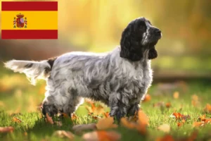 Lire la suite à propos de l’article Cocker anglais éleveurs et chiots en Espagne