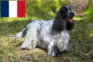 Lire la suite à propos de l’article Cocker anglais éleveurs et chiots en France