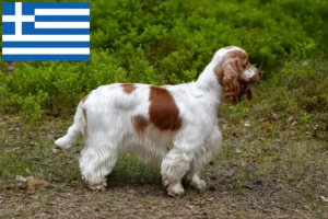 Lire la suite à propos de l’article Cocker anglais éleveurs et chiots en Grèce