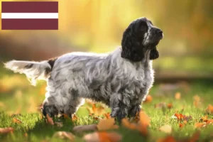 Lire la suite à propos de l’article Cocker anglais éleveurs et chiots en Lettonie