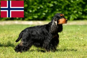 Lire la suite à propos de l’article Cocker anglais éleveurs et chiots en Norvège