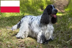 Lire la suite à propos de l’article Cocker anglais éleveurs et chiots en Pologne