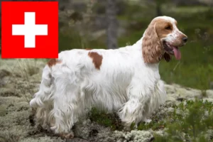 Lire la suite à propos de l’article Cocker anglais éleveurs et chiots en Suisse