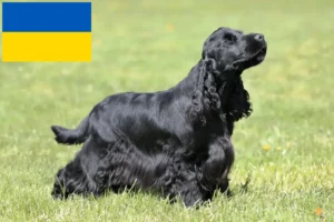 Lire la suite à propos de l’article Cocker anglais éleveurs et chiots en Ukraine